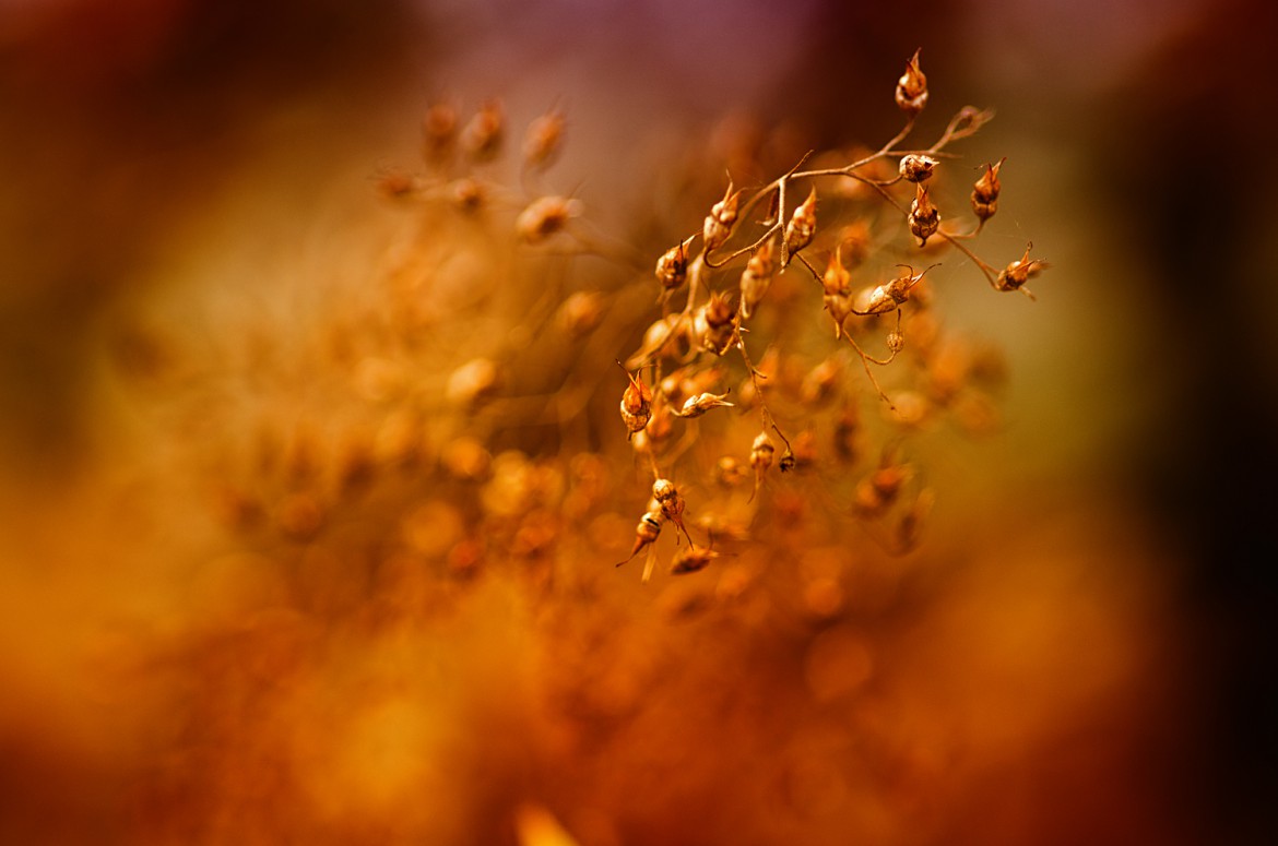 Vertrocknete Knospen im Herbst