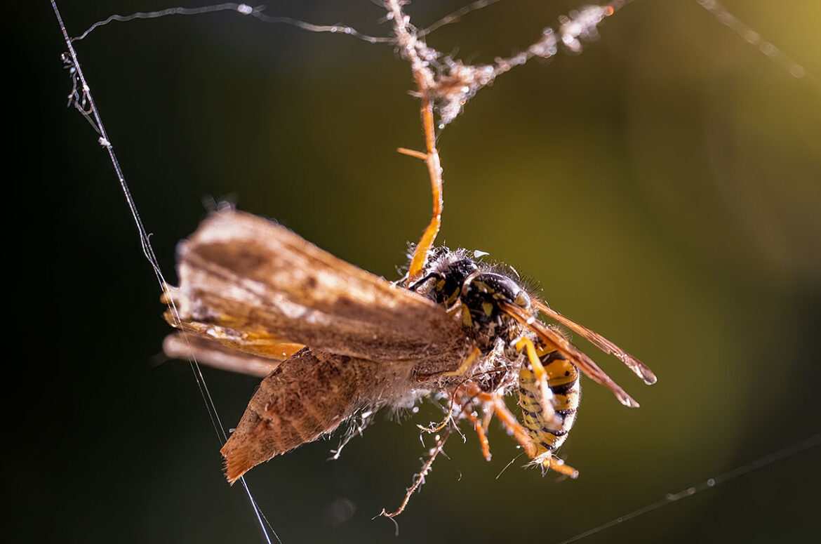 Motte verfängt sich in einem Spinnennetz, Wespe macht sich über die Motte her.