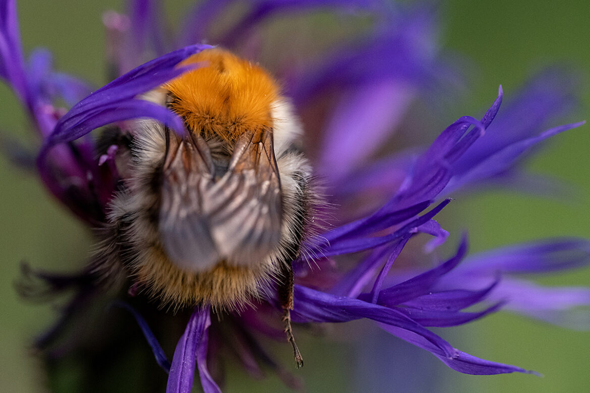 Hummel