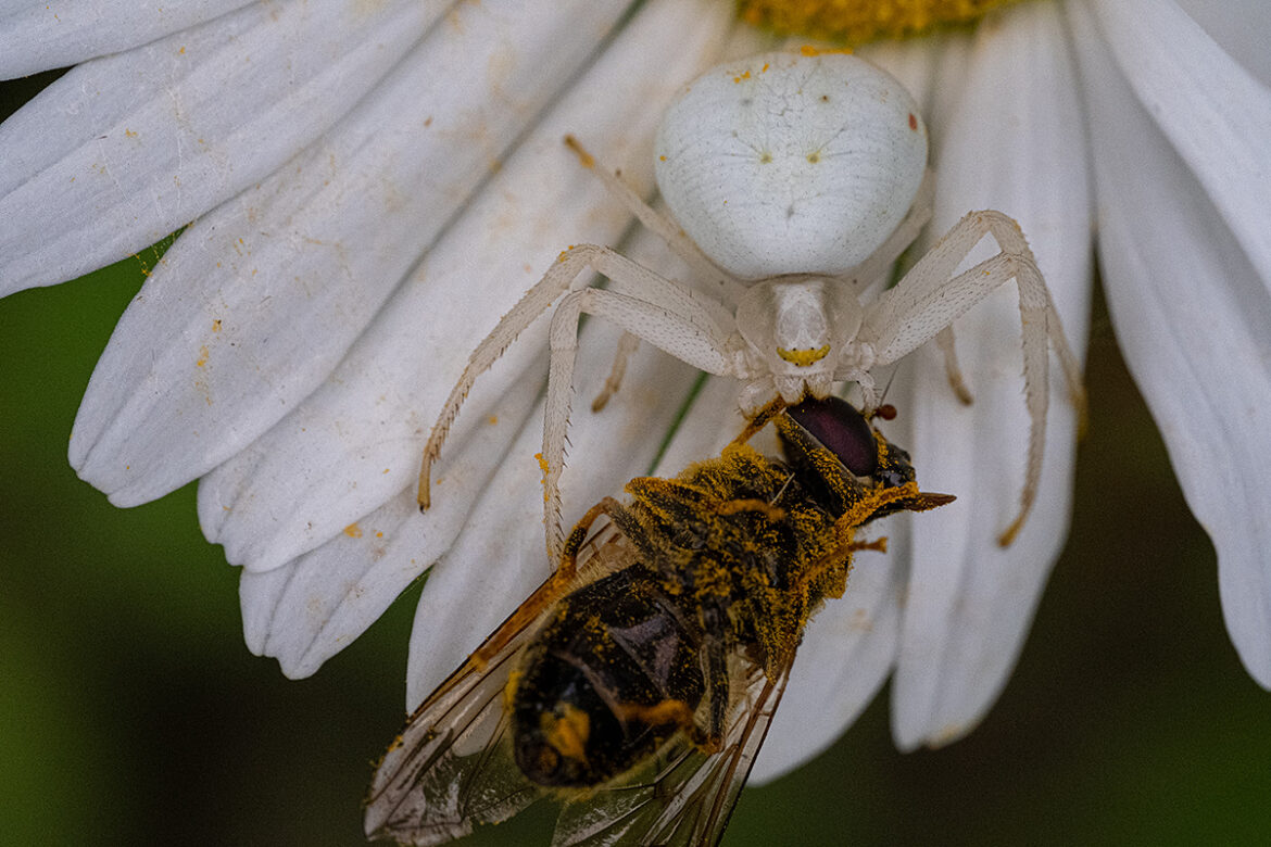 Die Krabbenspinnen ist ungefähr 10 mm groß (nur der Körper) und hält sich gut getarnt auf Blüten auf, um dann andere Insekten, selbst Hornissen und größere Schmetterlinge, zu fangen.