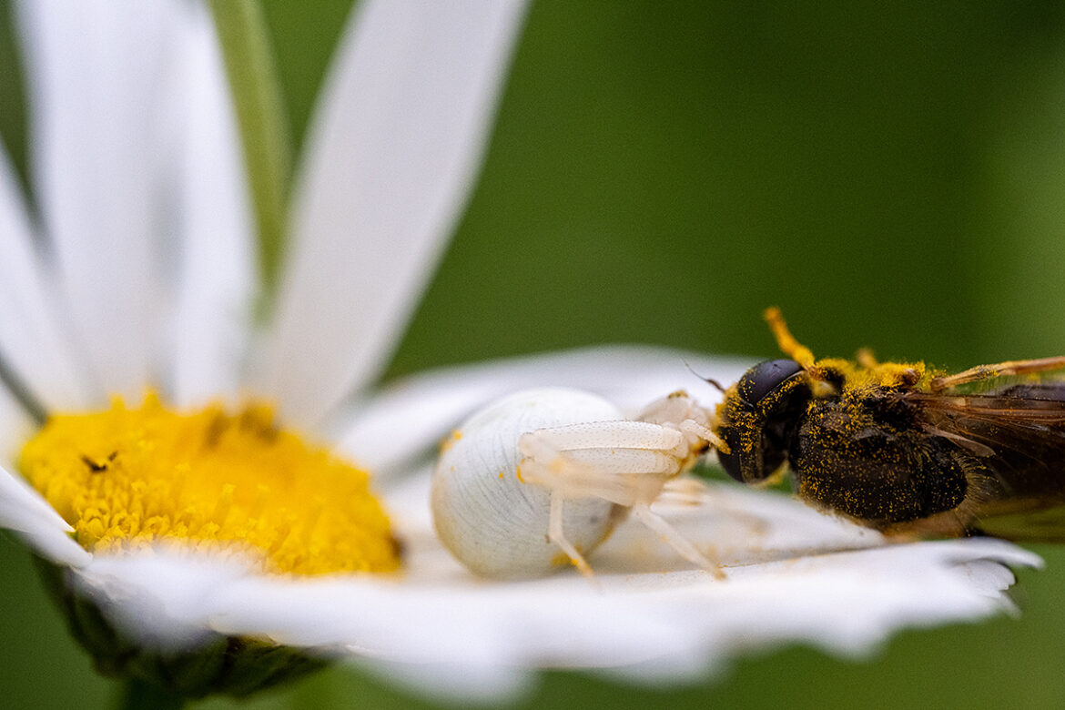 Die Veränderliche Krabbenspinne zerrt die wohl auf der Blüte gefangene, aber abgerutschte Biene wieder zurück auf die Blüte.