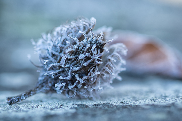 frozen_49343269451_o