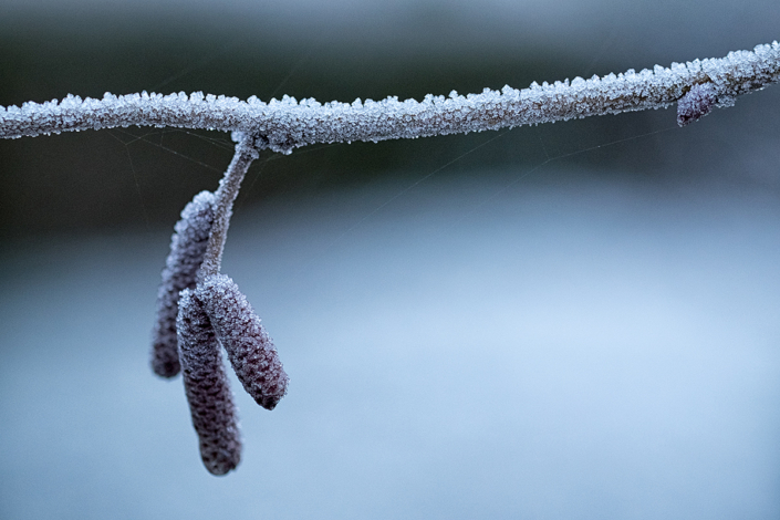 frozen_49343270216_o