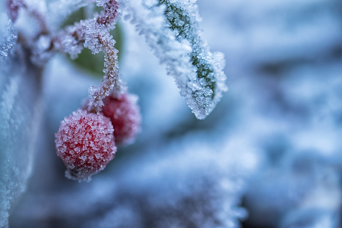 frozen_49343492887_o