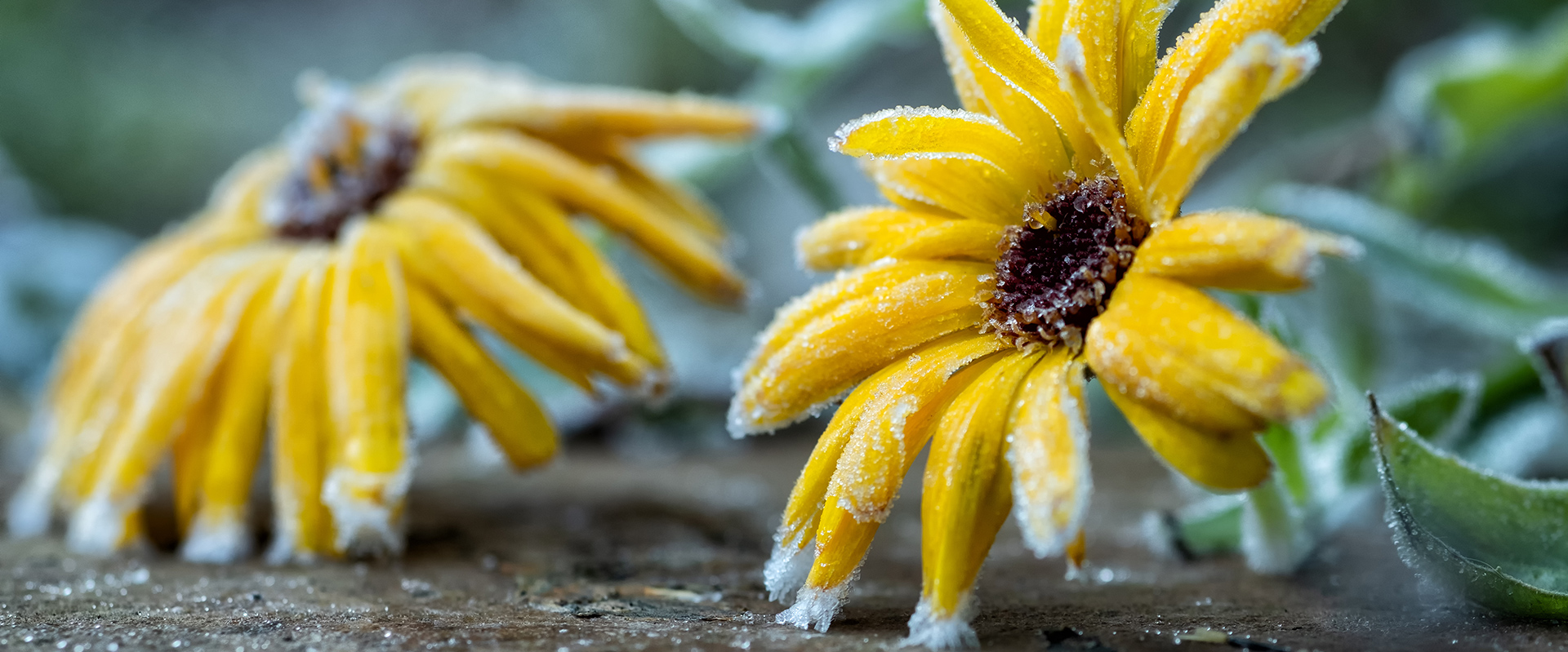 frozen-flowers-slide1920