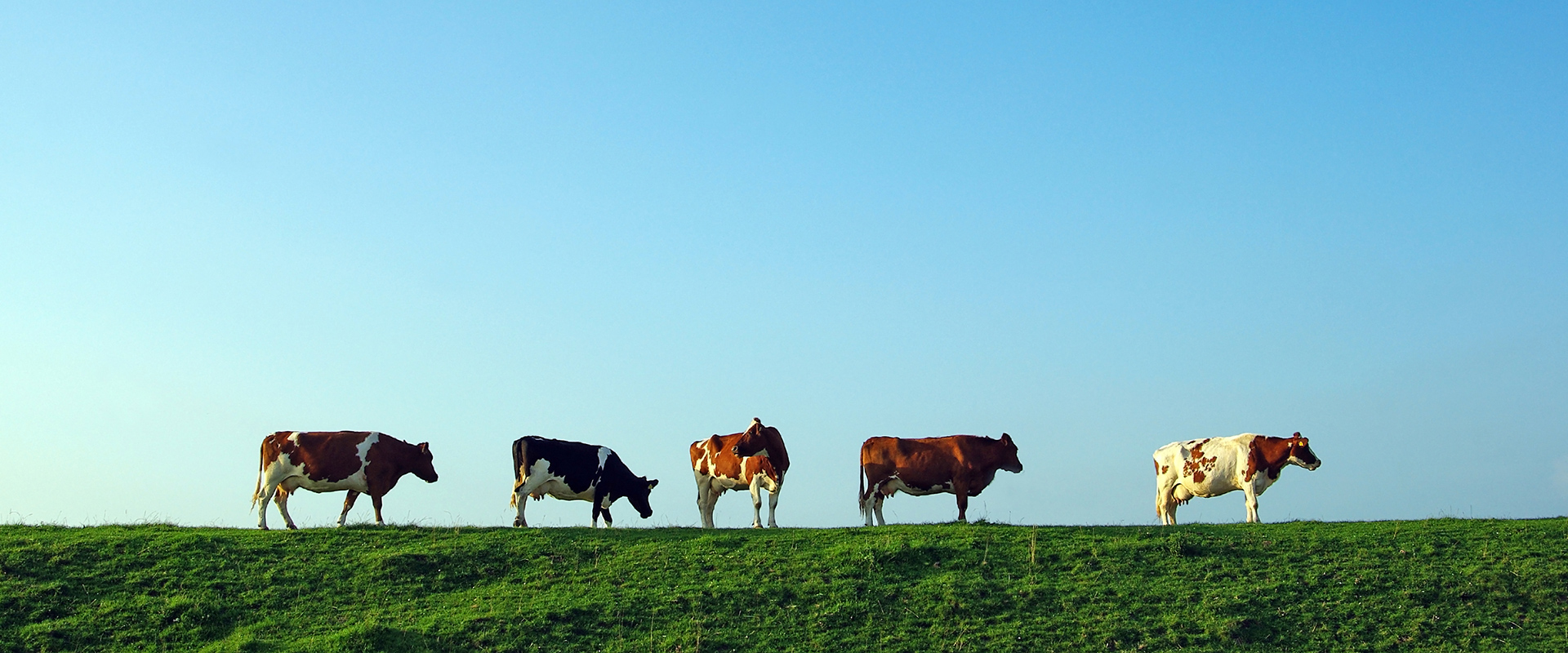 kuehe-deich-nordsee-slide1920