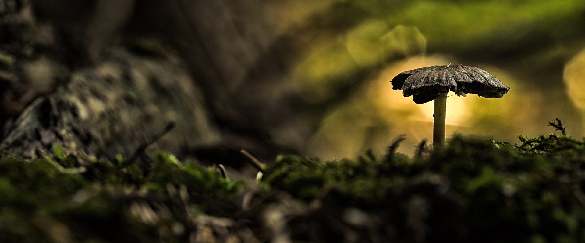 little-mushroom_slide1920